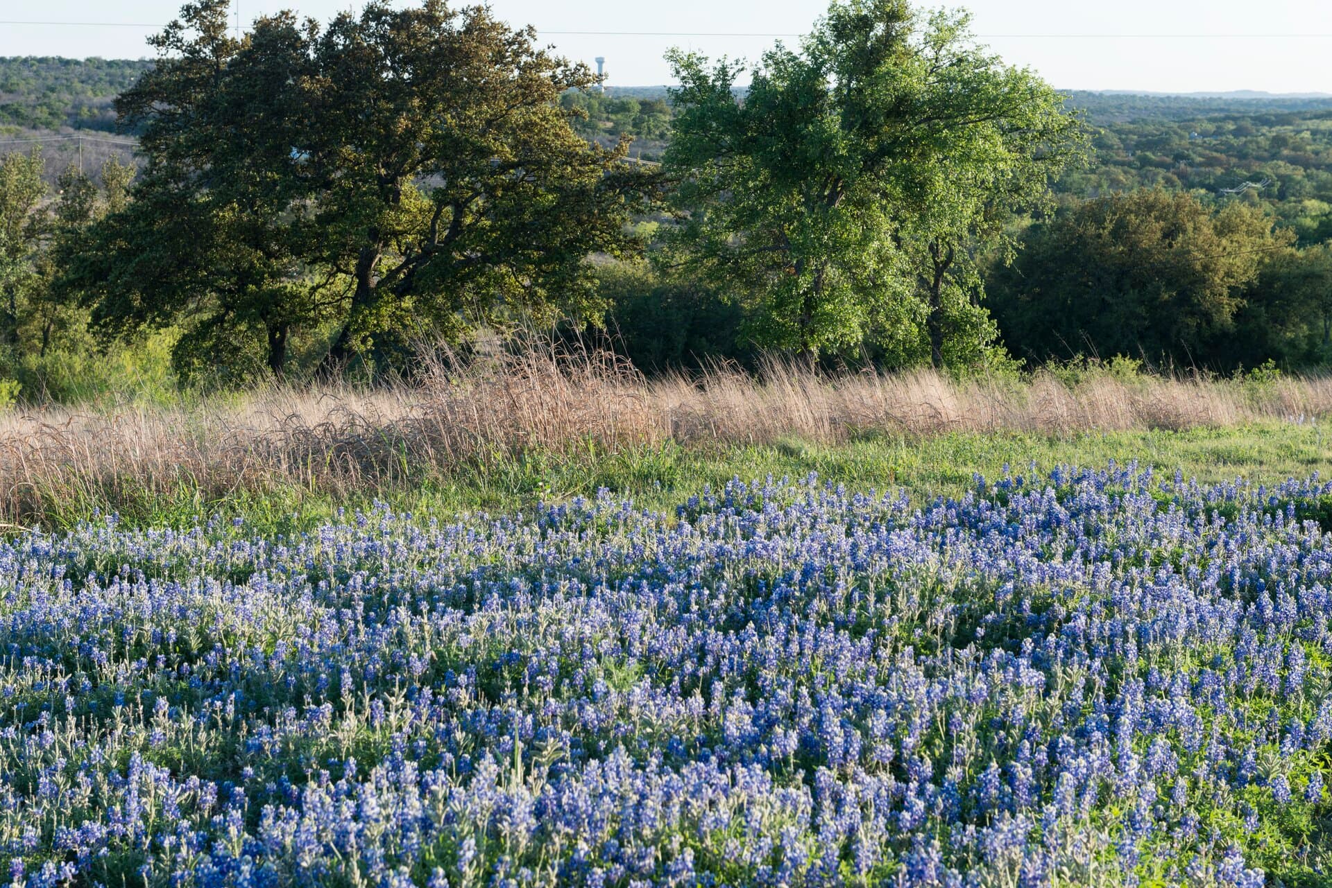 A dense field of bluebonnets in low evening light filling the foreground, with dry grass, scattered live oaks and wooded hills receding behind under a thin band of pale sky